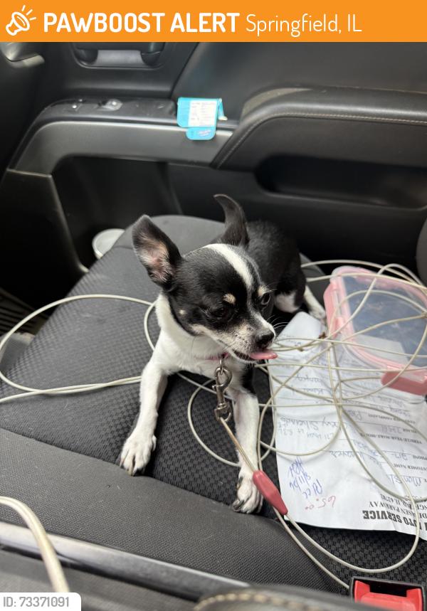 Found/Stray Female Dog last seen Found of Milton and Clearlake, Springfield, IL 62703