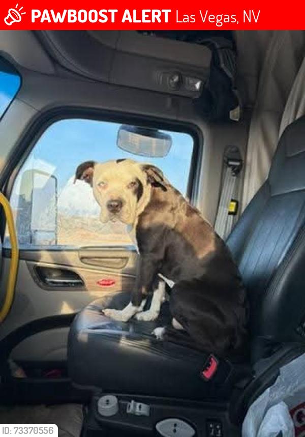 Lost Male Dog last seen hollywood and desert inn, Las Vegas, NV 89142