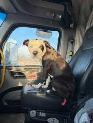 Lost Male Dog last seen hollywood and desert inn, Las Vegas, NV 89142