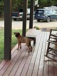 Found/Stray Female Dog last seen Elkwood Drive Shelby NC 28152, Cleveland County, NC 28152