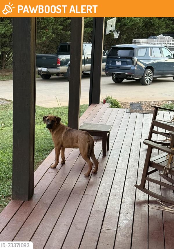 Found/Stray Female Dog last seen Elkwood Drive Shelby NC 28152, Cleveland County, NC 28152