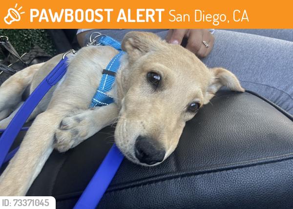 Found/Stray Male Dog last seen Golden hill area, San Diego, CA 92102