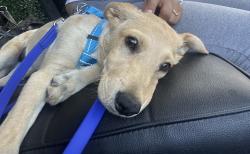 Found/Stray Male Dog last seen Golden hill area, San Diego, CA 92102