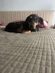 Reunited Male Dog last seen Mackey Drive and Manor, North Richland Hills, TX 76180