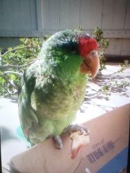 Lost Unknown Bird last seen Rear of apmt building at 3363 Granada Ave, El Monte, CA 91731