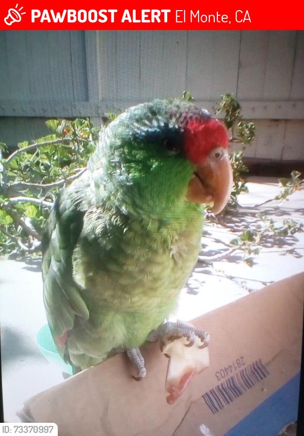 Lost Unknown Bird last seen Rear of apmt building at 3363 Granada Ave, El Monte, CA 91731
