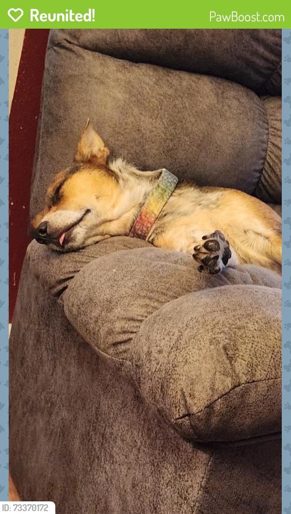 Reunited Female Dog last seen Near 28th Avenue kenosha Wisconsin, Kenosha, WI 53143