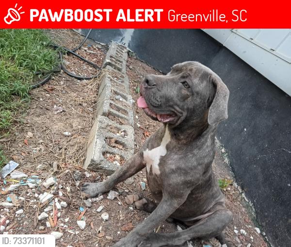 Lost Female Dog last seen Near e Center sc greenville, Greenville, SC 29611
