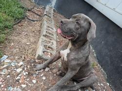 Lost Female Dog last seen Near e Center sc greenville, Greenville, SC 29611