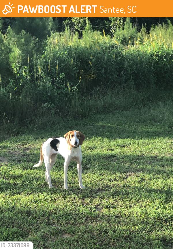 Found/Stray Female Dog last seen Five chop road and felderville rd, Santee, SC 29142