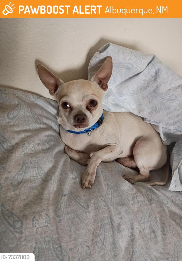 Found/Stray Male Dog last seen Central n atrisco blvd Albuquerque New Mexico, Albuquerque, NM 87120
