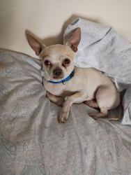 Found/Stray Male Dog last seen Central n atrisco blvd Albuquerque New Mexico, Albuquerque, NM 87120