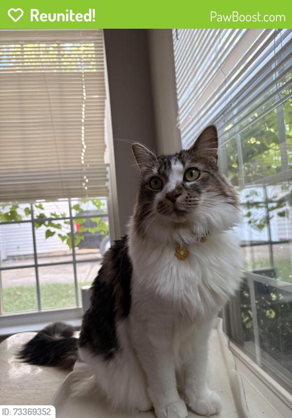 Reunited Female Cat last seen Aulton Link Court and Brandie Glenn Road, Charlotte, NC 28269