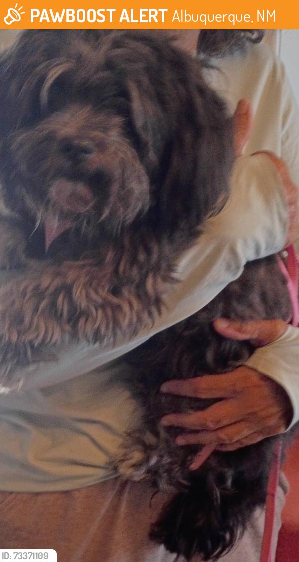 Found/Stray Female Dog last seen Valencia and Gibson SoutheastValencia and Gibson Southeast, Albuquerque, NM 87108