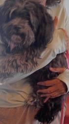 Found/Stray Female Dog last seen Valencia and Gibson SoutheastValencia and Gibson Southeast, Albuquerque, NM 87108