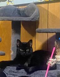 Lost Female Cat last seen Na, Louisville, KY 40245