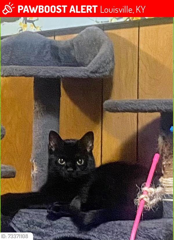 Lost Female Cat last seen Na, Louisville, KY 40245