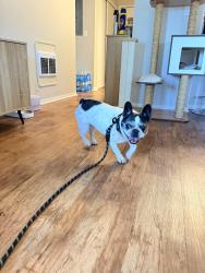 Reunited Unknown Dog last seen Near Berkeley Avenue Menlo Park, Menlo Park, CA 94025