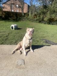 Reunited Male Dog last seen Near Press Grove Dr, Clarksville, TN 37043, USA, Clarksville, TN 37043