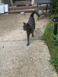 Found/Stray Unknown Cat last seen Magnolia River, Magnolia Springs, AL 36555