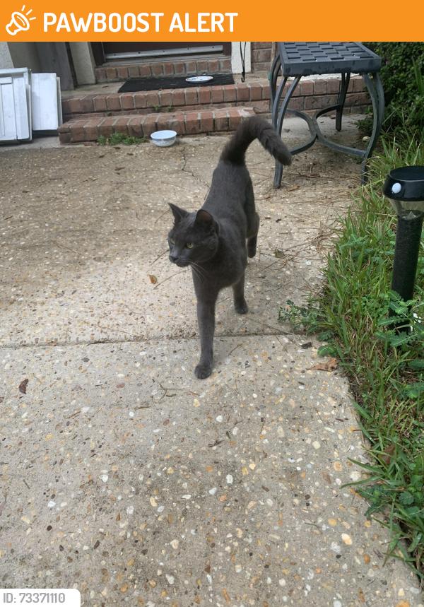 Found/Stray Unknown Cat last seen Magnolia River, Magnolia Springs, AL 36555