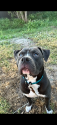 Lost Male Dog last seen Near grove street Eustis, fl, Eustis, FL 32726