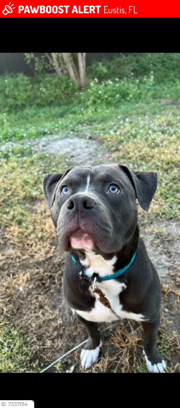 Lost Male Dog last seen Near grove street Eustis, fl, Eustis, FL 32726