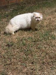 Found/Stray Unknown Cat last seen Near intersection of Forbus and Gibson Street in Cedar Crest subdivision, may also be roaming the pasture behind my home, periodically comes into my back or front yard and is panting, Cedar Hill, TX 75104
