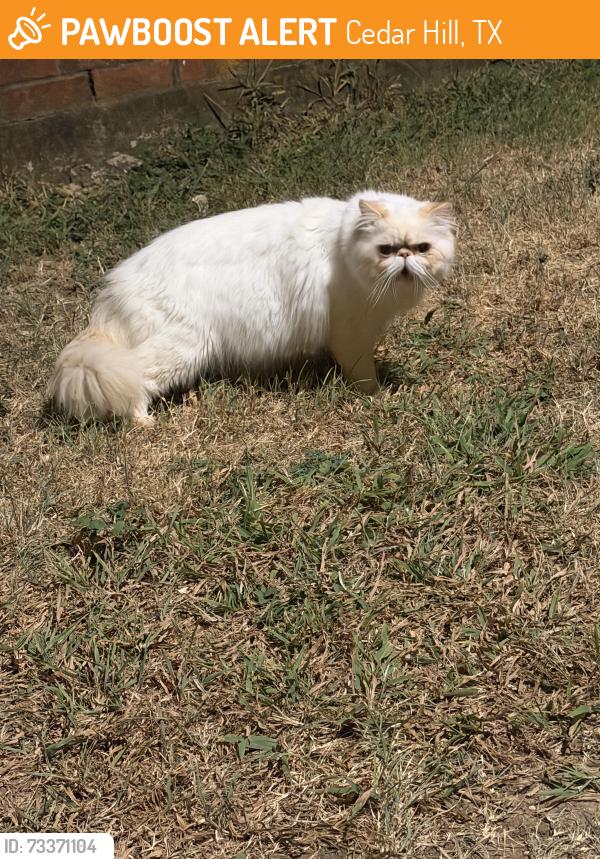 Found/Stray Unknown Cat last seen Near intersection of Forbus and Gibson Street in Cedar Crest subdivision, may also be roaming the pasture behind my home, periodically comes into my back or front yard and is panting, Cedar Hill, TX 75104