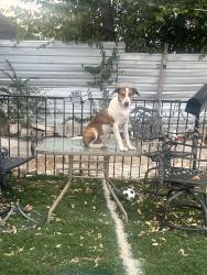 Lost Male Dog last seen Wichita st and Wilbarger st, Fort Worth, TX 76119