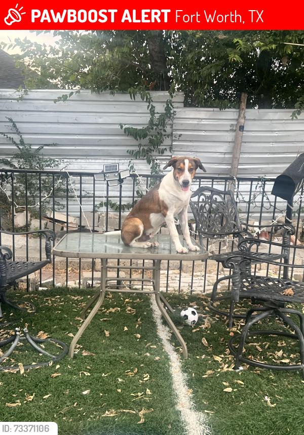 Lost Male Dog last seen Wichita st and Wilbarger st, Fort Worth, TX 76119