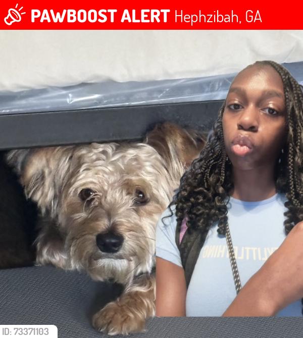 Lost Male Dog last seen High Point Housing Area off Tobacco Road, Hephzibah, GA 30815