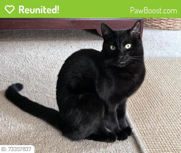 Reunited Male Cat last seen Near Yorkwood Place, Louisville, KY 40223