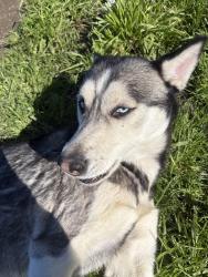 Lost Female Dog last seen N Main St, Salinas, CA 93906