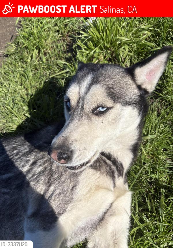 Lost Female Dog last seen N Main St, Salinas, CA 93906