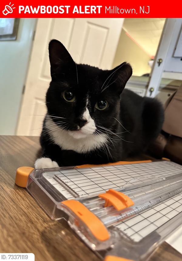 Lost Female Cat last seen Garver st Milltown nj, Milltown, NJ 08850