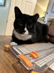 Lost Female Cat last seen Garver st Milltown nj, Milltown, NJ 08850