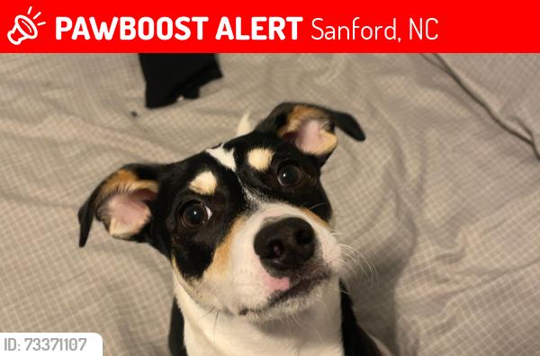 Lost Female Dog last seen Near arrowood cir, Sanford, NC 27332