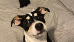 Lost Female Dog last seen Near arrowood cir, Sanford, NC 27332