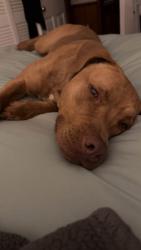 Lost Female Dog last seen Hwy 28, Anderson, SC 29626