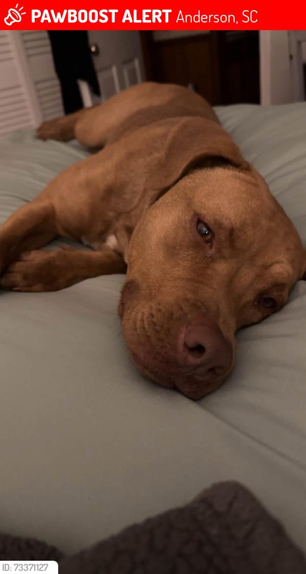 Lost Female Dog last seen Hwy 28, Anderson, SC 29626