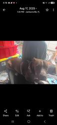Lost Female Dog last seen Ibexs on lakeshore in Jacksonville Florida, Jacksonville, FL 32210