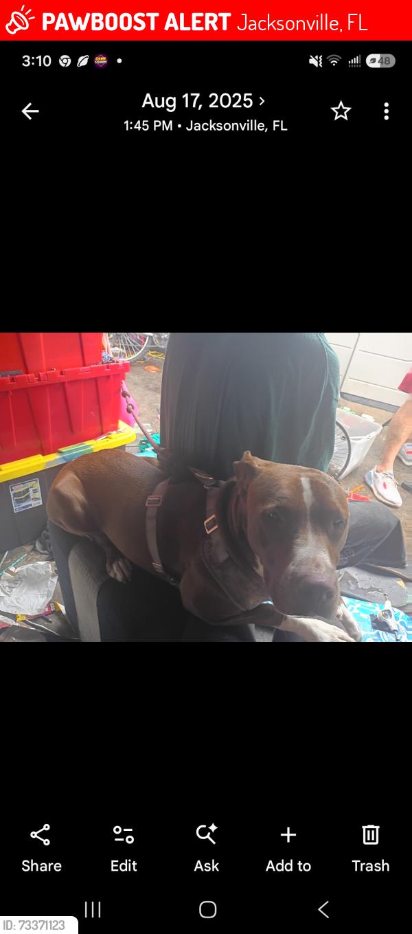 Lost Female Dog last seen Ibexs on lakeshore in Jacksonville Florida, Jacksonville, FL 32210