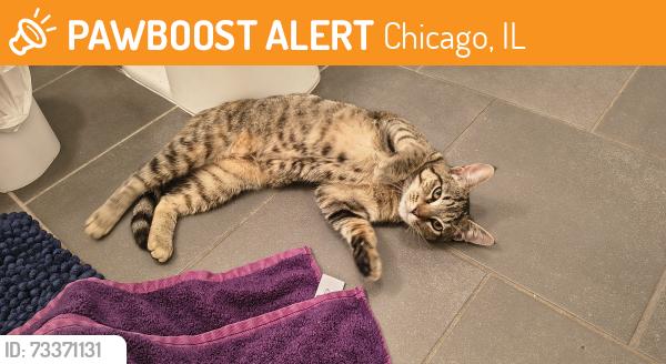 Found/Stray Unknown Cat last seen Division Larrabee, Chicago, IL 60610