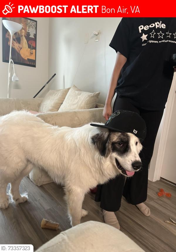 Lost Female Dog last seen Near Midlothian Turnpike and Archway Road, Bon Air, VA 23235