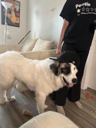 Lost Female Dog last seen Near Midlothian Turnpike and Archway Road, Bon Air, VA 23235