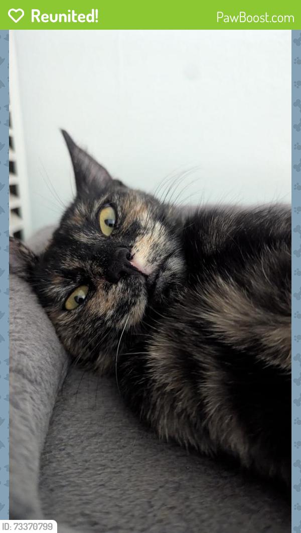 Reunited Female Cat last seen Walnut, los Angeles Street, Baldwin Park, CA 91706