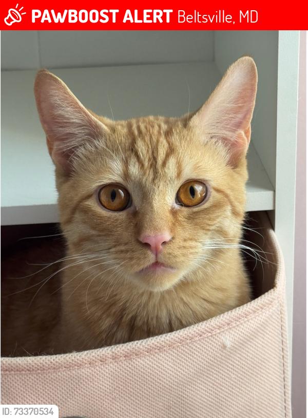 Lost Male Cat last seen Near Crossfield Drive Beltsville, MD 20705, Beltsville, MD 20705