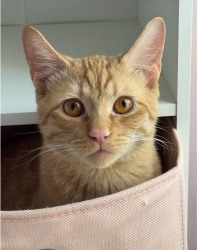 Lost Male Cat last seen Near Crossfield Drive Beltsville, MD 20705, Beltsville, MD 20705