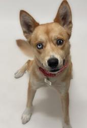 Shelter Stray Female Dog last seen SOTO RD, 16 Barnes Ct, Hayward, CA 94544, USA